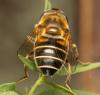 Eristalis nemorum